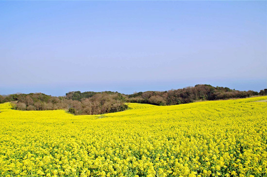 spring_img_fieldmustard.jpg