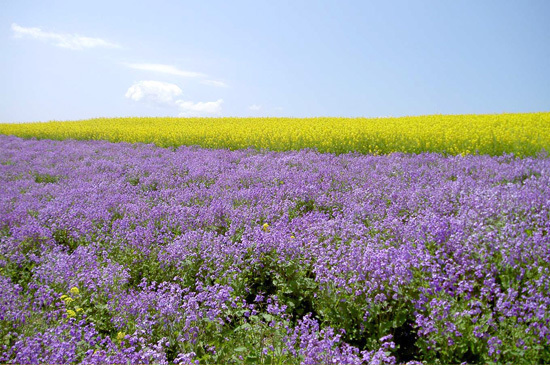 spring_img_orychophragmus1.jpg